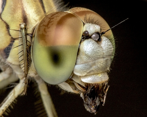 Photography flower fly insect Photo