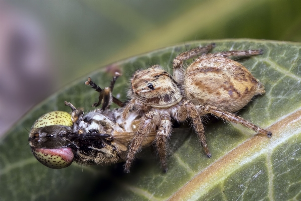 Foto Inseto fauna invertebrado fechar-se
