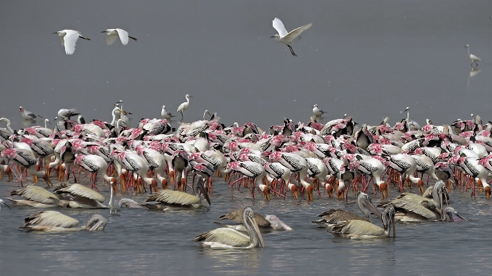 Bird pelican seabird flamingo Photo