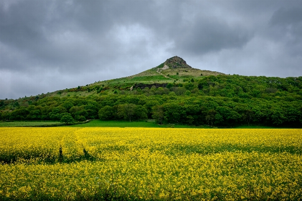 Landscape nature grass horizon Photo