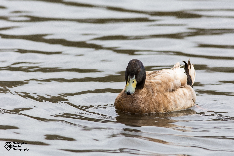 Acqua uccello ala lago