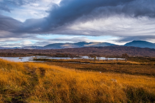 Foto Paisagem árvore natureza grama