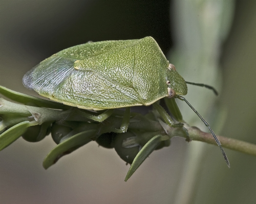 Leaf flower green insect Photo