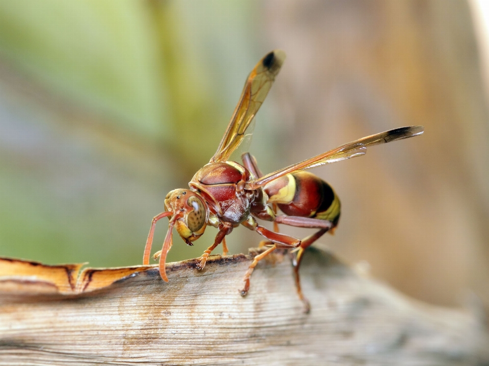 La photographie insecte fauna invertébré