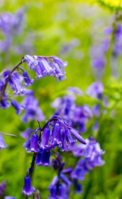 Nature forest blossom plant