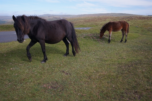 Grass meadow prairie herd Photo