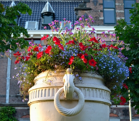 植物 花 街 バルコニー 写真