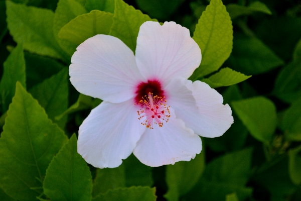 Foto Fiore pianta petalo botanica
