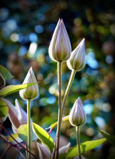 Nature fleurir usine feuille