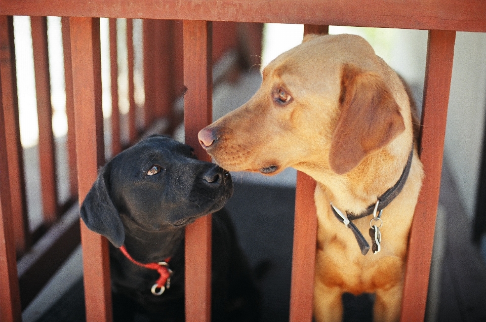 Köpek yavrusu memeli omurgalı
