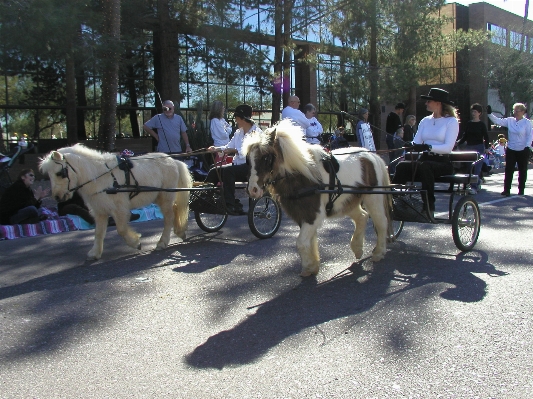 Cart vehicle horse parade Photo