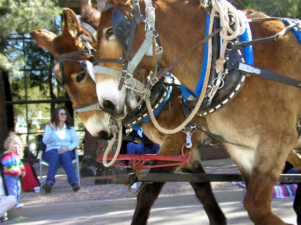 Cavallo parata arizona festival