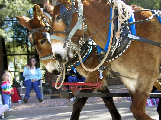 Horse parade arizona festival Photo