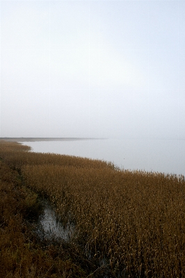 Landscape sea coast tree Photo