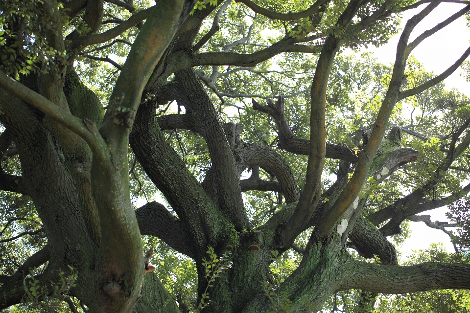 Albero foresta ramo pianta