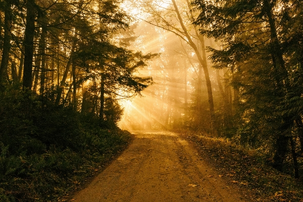 Landscape tree nature forest Photo