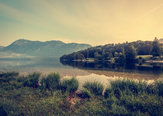 風景 木 自然 森 写真