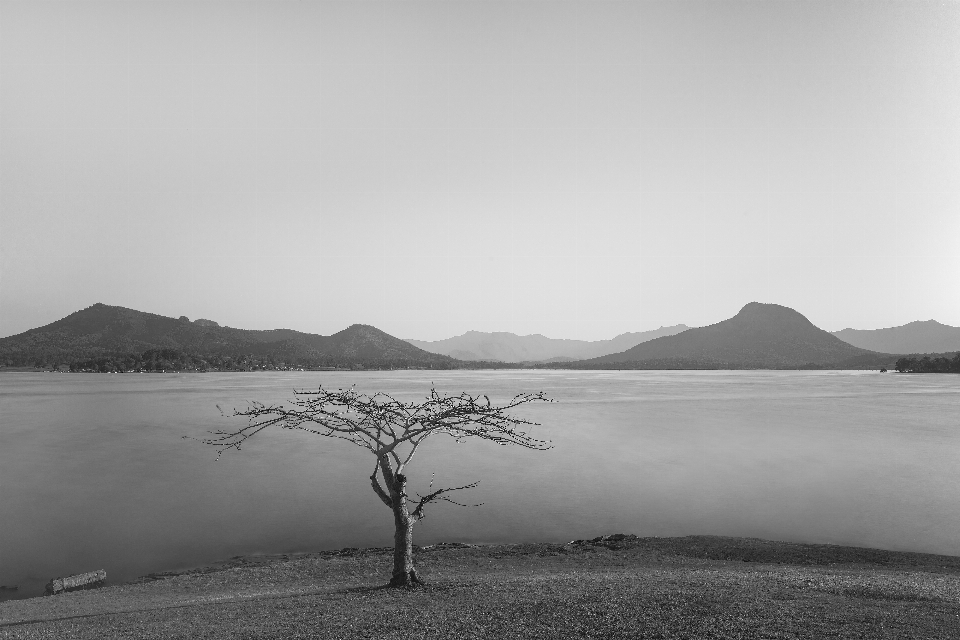 Paesaggio mare costa albero