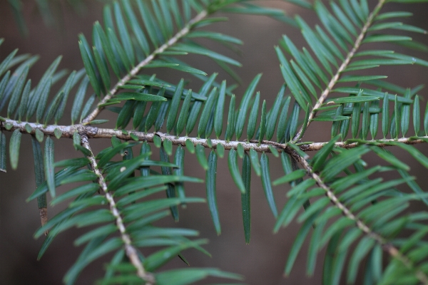 Tree forest branch plant Photo