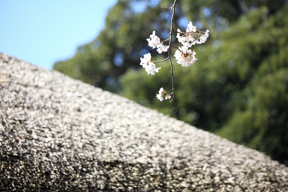 árbol naturaleza rama florecer