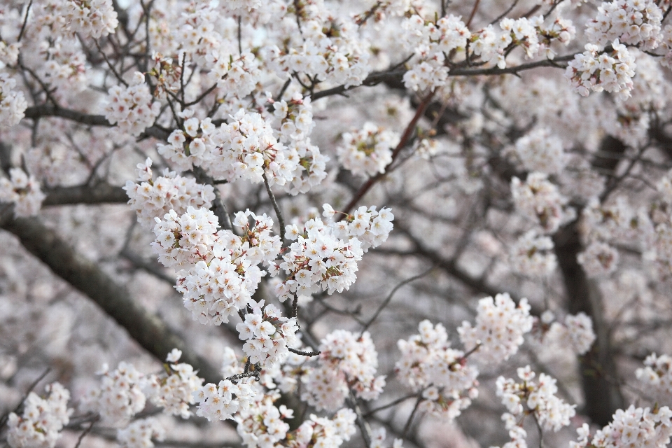 Branch blossom plant flower