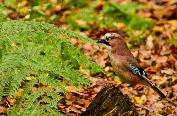 Nature branch bird leaf Photo