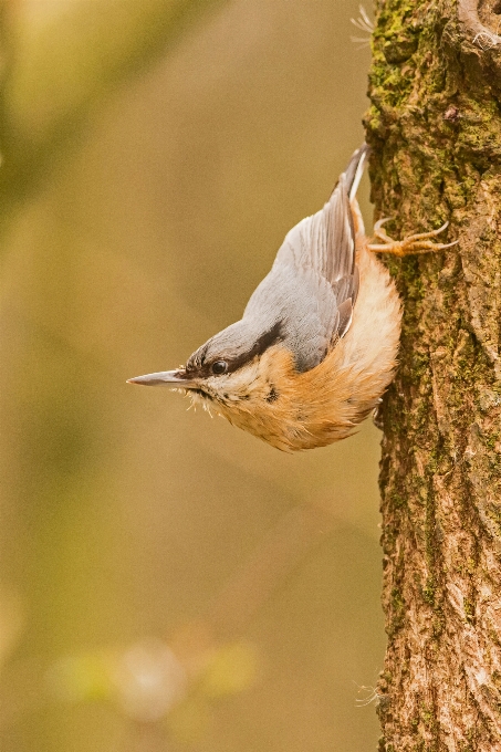 Alam cabang burung sayap