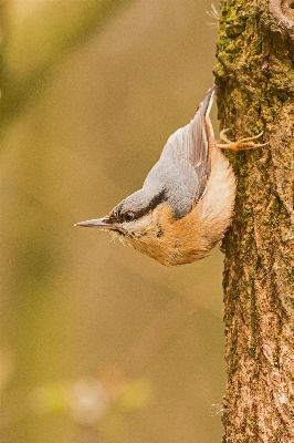 Foto Alam cabang burung sayap