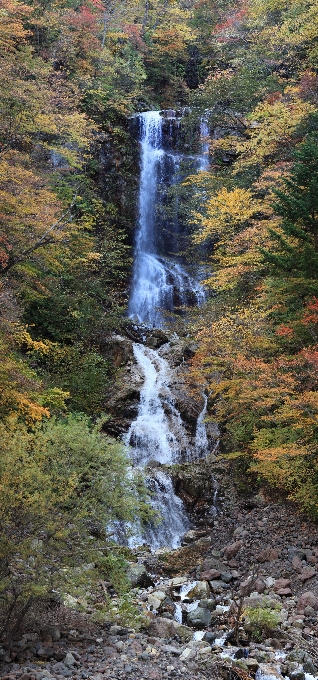 Paesaggio acqua natura foresta