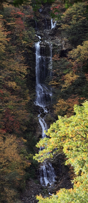 나무 물 자연 숲