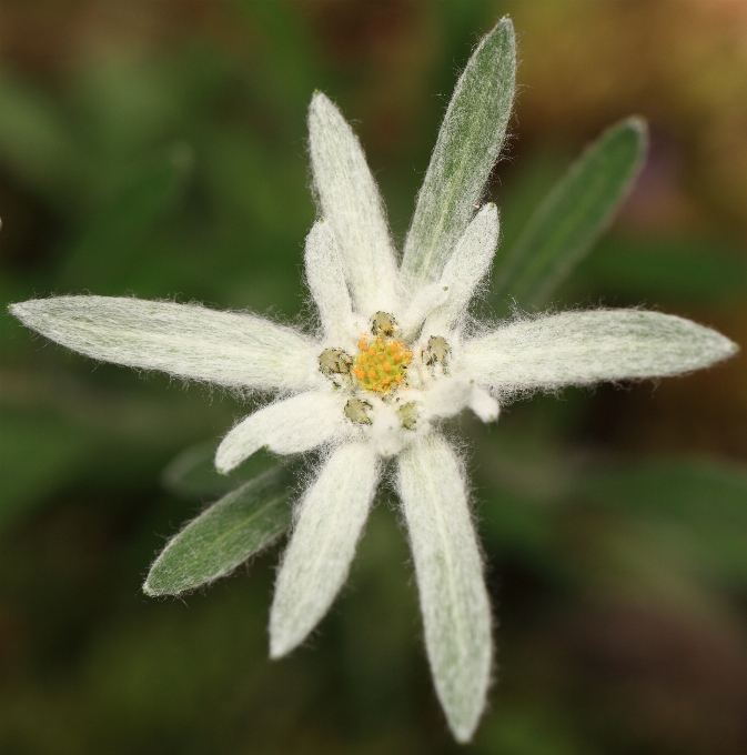 Naturaleza florecer planta flor