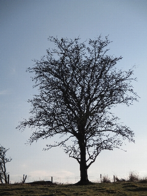 Landscape tree nature branch Photo