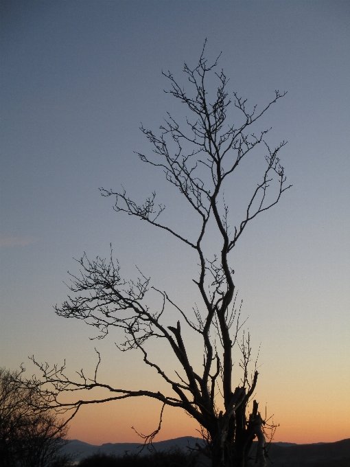 Paisaje árbol naturaleza horizonte