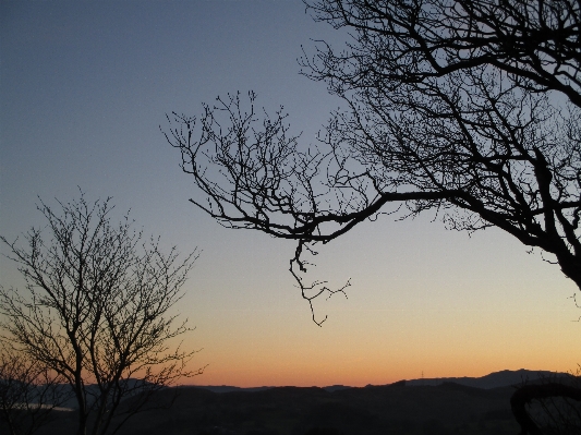 Foto Paisagem árvore natureza filial