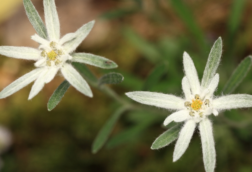 Natura fiore pianta gelo