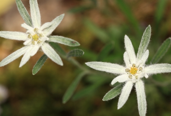 Nature blossom plant flower Photo