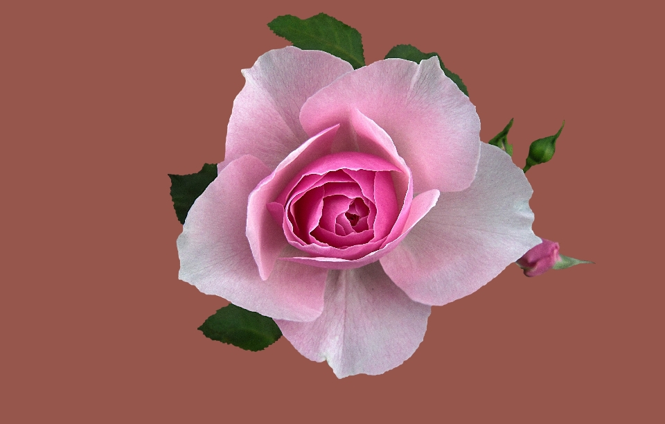 Pianta fiore petalo rosa