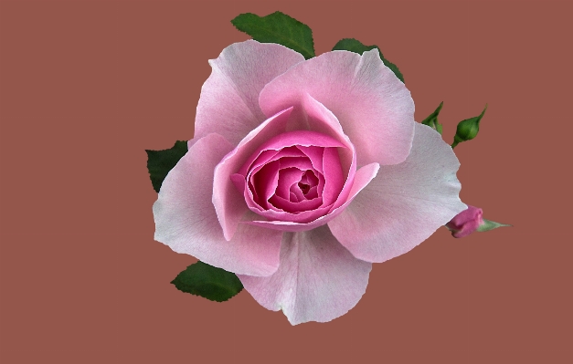 Plant flower petal rose Photo