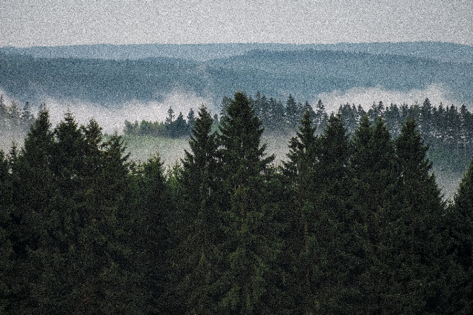 Paisaje árbol naturaleza bosque