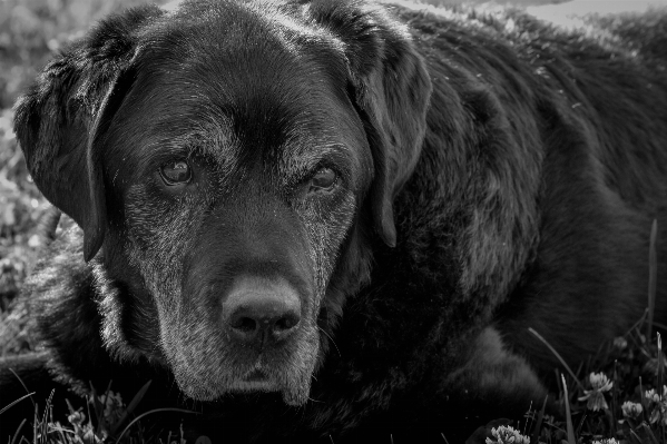 Black and white old puppy dog Photo