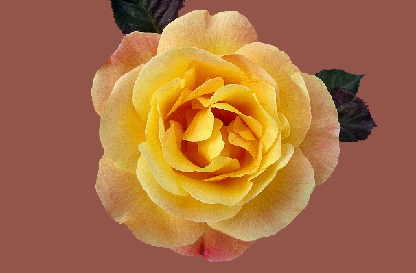 Plant flower petal rose Photo