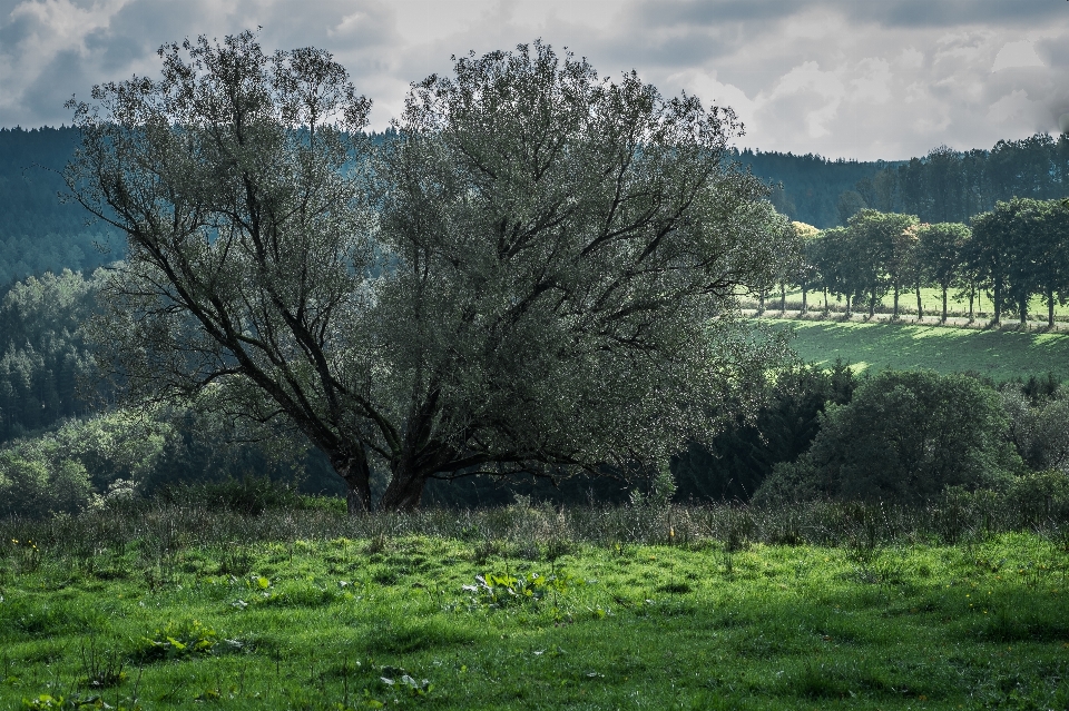 Landscape tree nature forest