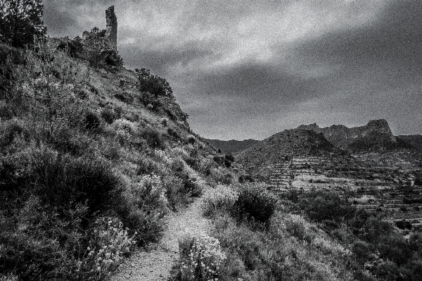 風景 木 自然 rock 写真