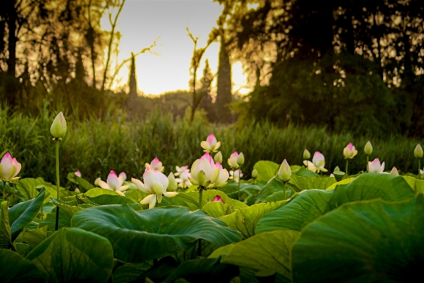 Landschaft natur wald blüte Foto