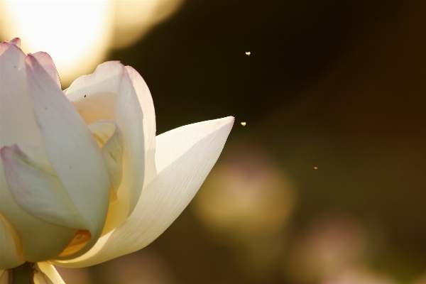 Landscape nature blossom plant Photo