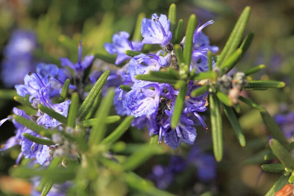 花 植物 ハーブ 植物学
 写真