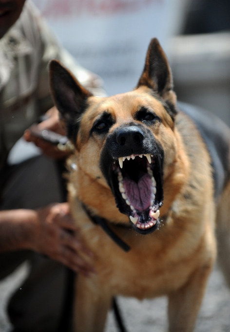 Chien canin
 militaire debout