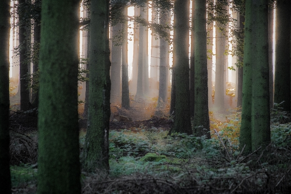 Foto árbol naturaleza bosque luz