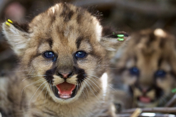 Foto Natura guardare animali selvatici ritratto