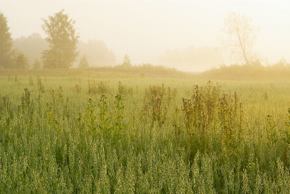 Landschaft baum natur gras Foto